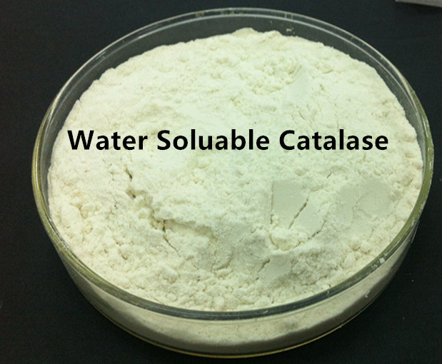 catalase enzyme catalase catalase