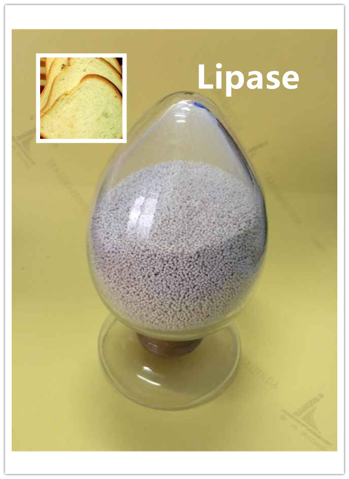 lipase lipase