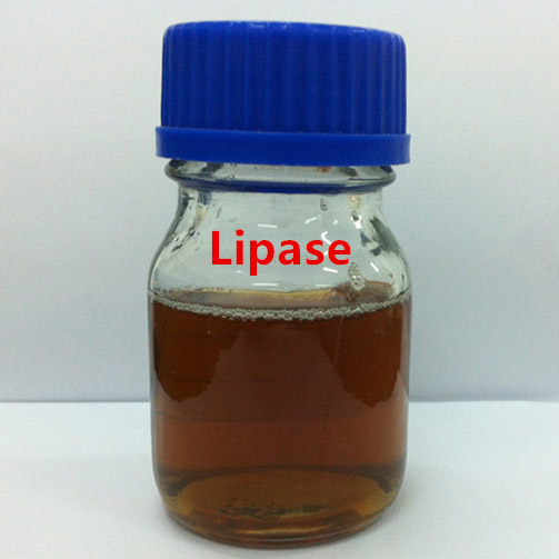 Lipase
