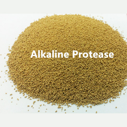 Protease alcalina