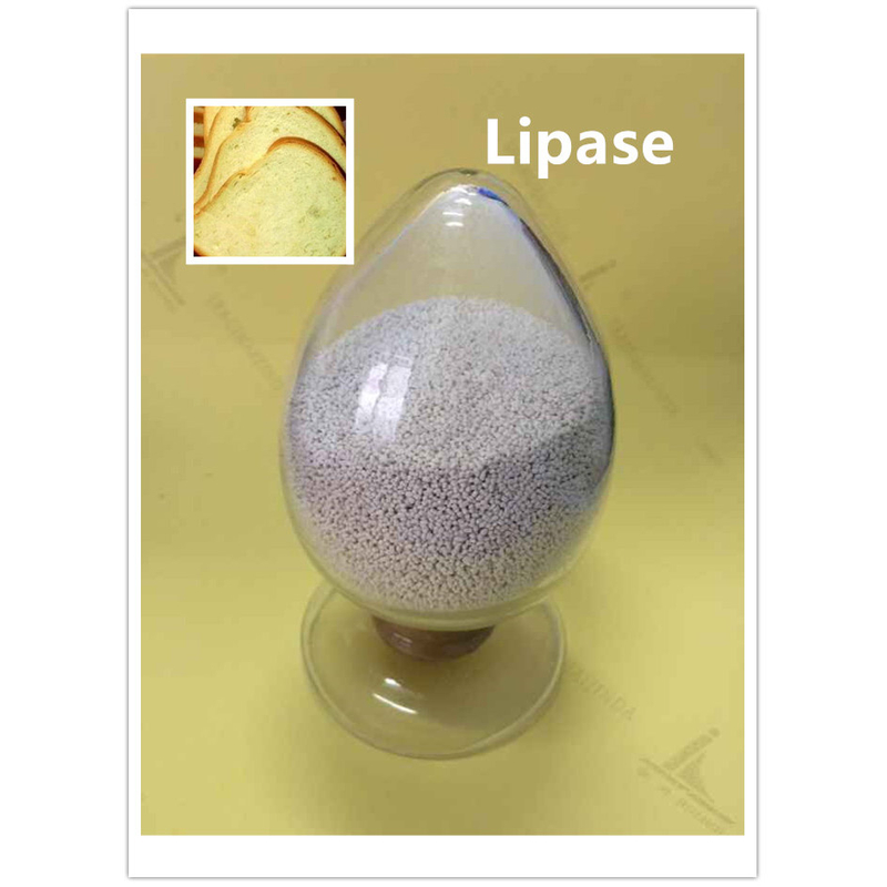 Lipase