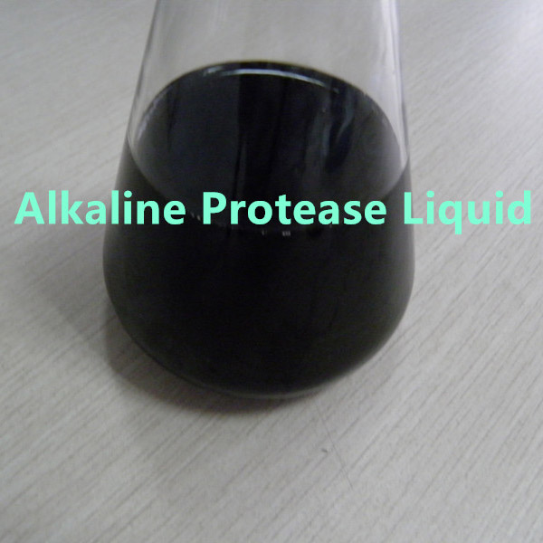 Protease alcalina