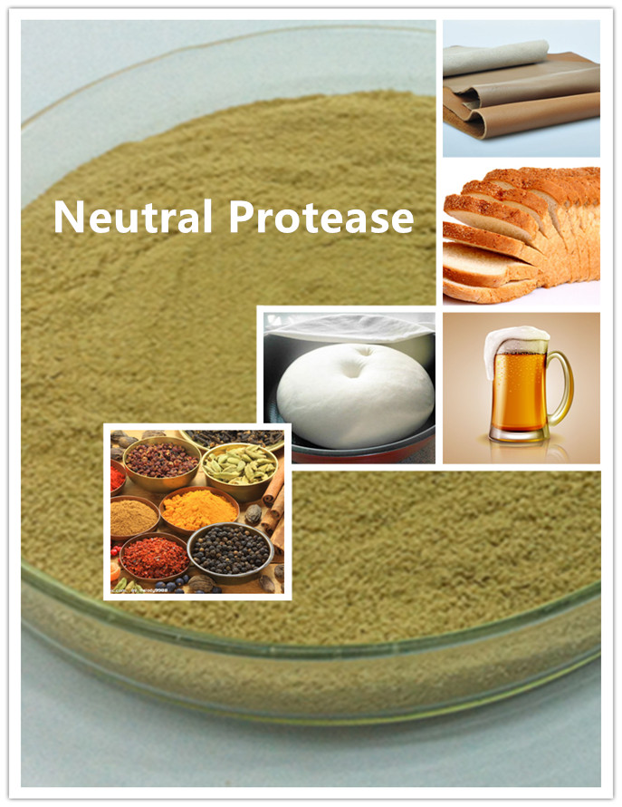 neutral protease protease neutra