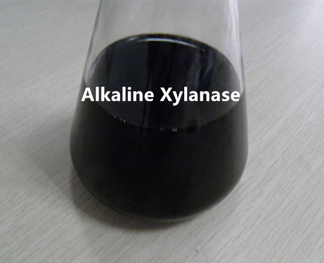 Xilanase alcalina termoestável